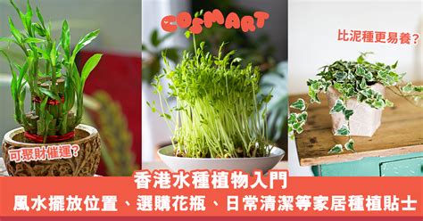 水種植物風水|【室內植物風水】有效提升家居及辦公室風水的室內植物及擺放禁忌